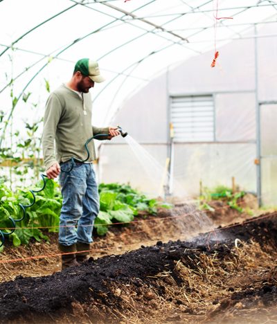 Extractos Vegetales: Soluciones Naturales para el Combate de Plagas y Enfermedades