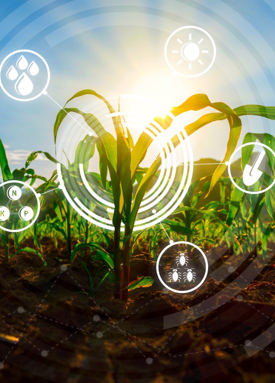 maize seedling in cultivated agricultural farm with smart farm technology concepts