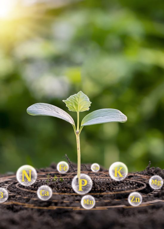 A tree growing on soil that has the nutrients needed for plant growth.
